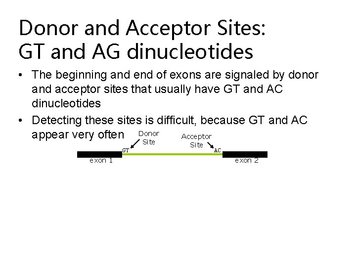 Donor and Acceptor Sites: GT and AG dinucleotides • The beginning and end of