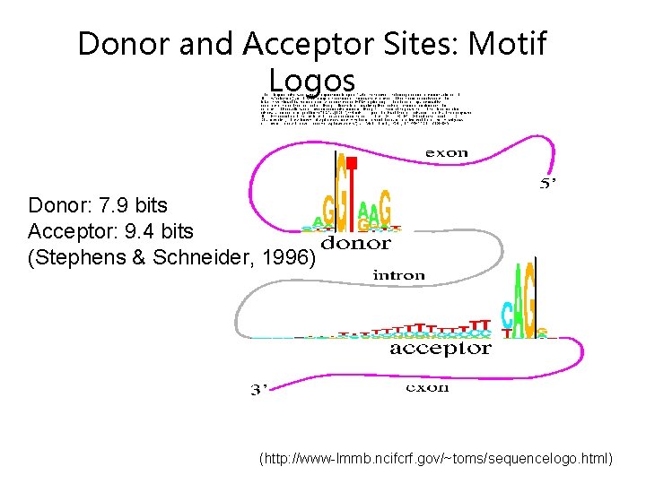 Donor and Acceptor Sites: Motif Logos Donor: 7. 9 bits Acceptor: 9. 4 bits