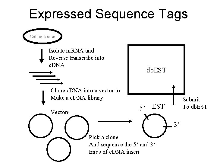Expressed Sequence Tags Cell or tissue Isolate m. RNA and Reverse transcribe into c.