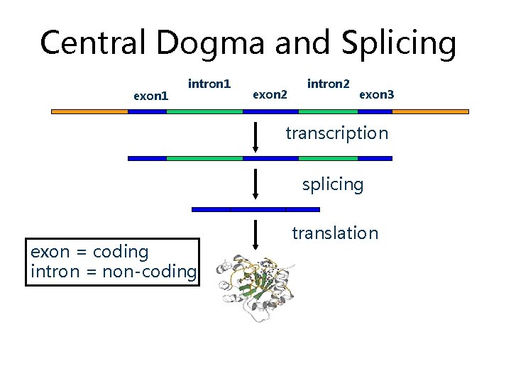 Central Dogma and Splicing exon 1 intron 1 exon 2 intron 2 exon 3