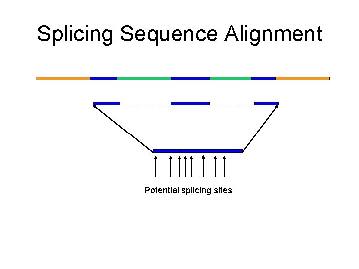 Splicing Sequence Alignment Potential splicing sites 