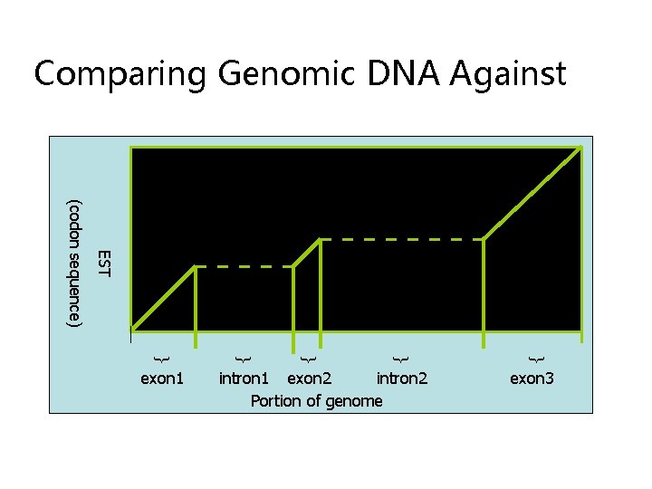 Comparing Genomic DNA Against intron 1 exon 2 intron 2 Portion of genome {