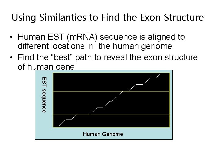 Using Similarities to Find the Exon Structure • Human EST (m. RNA) sequence is