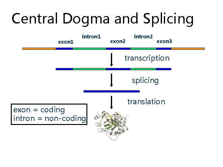 Central Dogma and Splicing exon 1 intron 1 exon 2 intron 2 exon 3