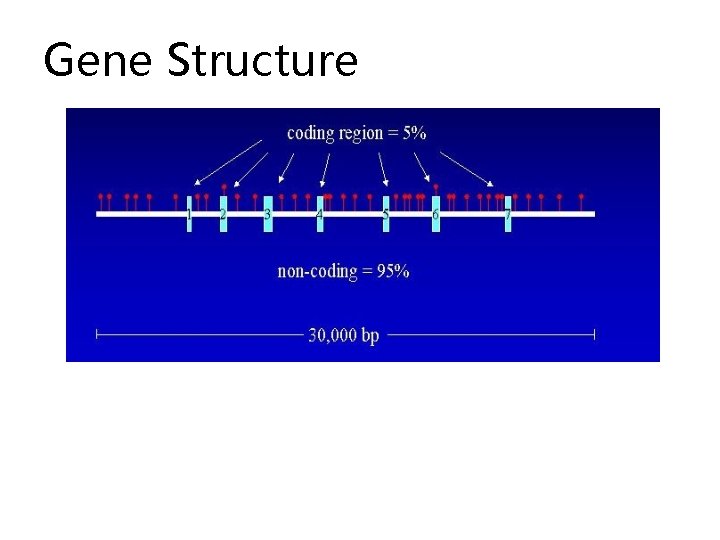 Gene Structure 