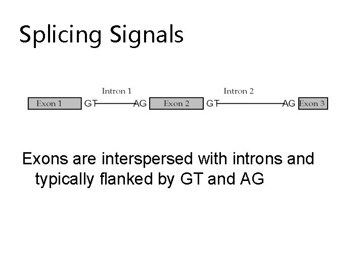 Splicing Signals Exons are interspersed with introns and typically flanked by GT and AG