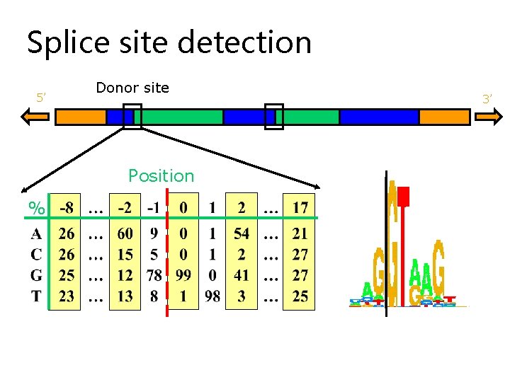 Splice site detection 5’ Donor site Position % 3’ 