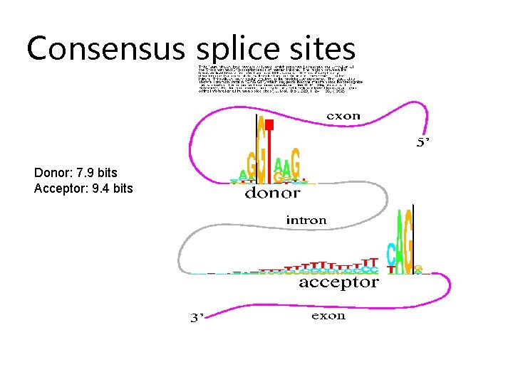 Consensus splice sites Donor: 7. 9 bits Acceptor: 9. 4 bits 