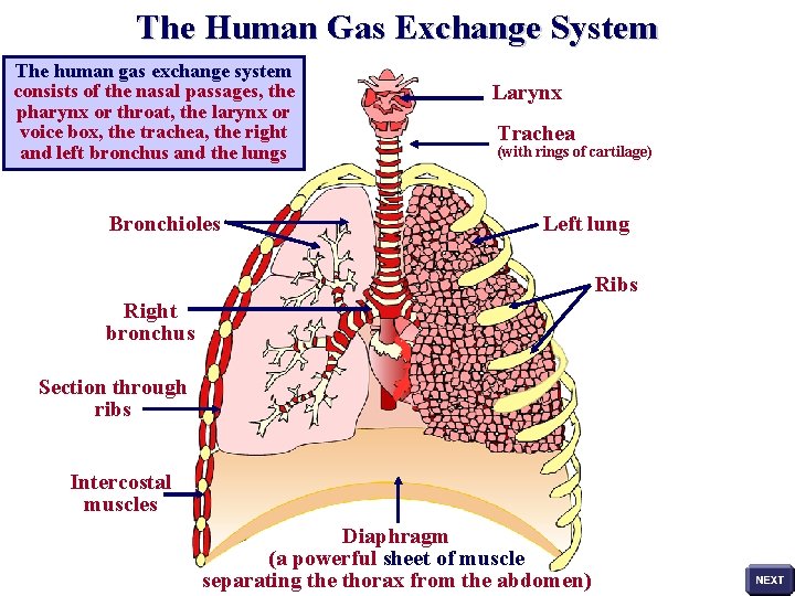 The Human Gas Exchange System The human gas exchange system consists of the nasal