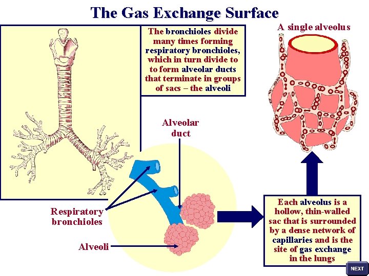 The Gas Exchange Surface The bronchioles divide many times forming respiratory bronchioles, which in