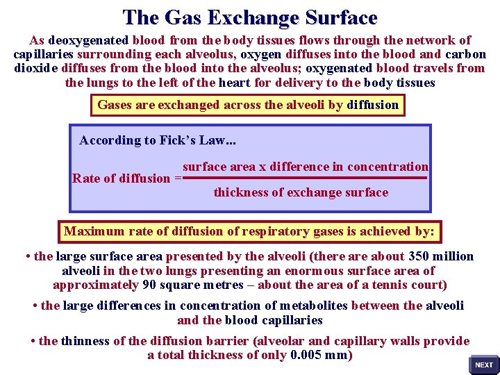 The Gas Exchange Surface As deoxygenated blood from the body tissues flows through the