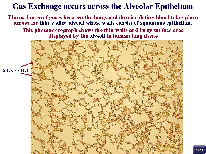 Gas Exchange occurs across the Alveolar Epithelium The exchange of gases between the lungs