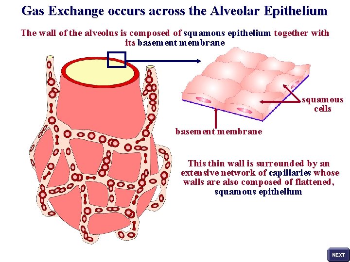 Gas Exchange occurs across the Alveolar Epithelium The wall of the alveolus is composed