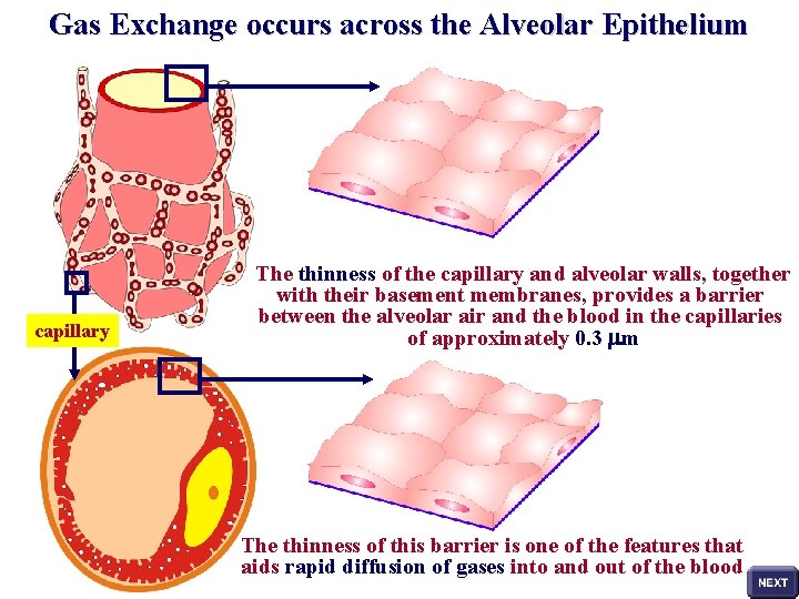 Gas Exchange occurs across the Alveolar Epithelium capillary The thinness of the capillary and