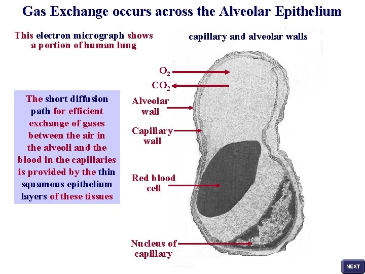 Gas Exchange occurs across the Alveolar Epithelium This electron micrograph shows a portion of