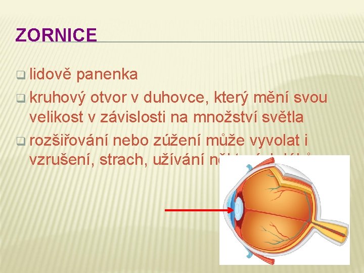 ZORNICE q lidově panenka q kruhový otvor v duhovce, který mění svou velikost v