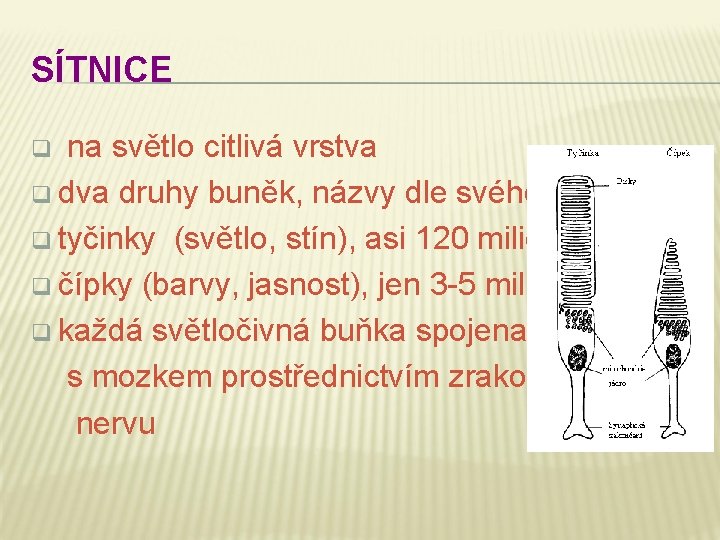 SÍTNICE na světlo citlivá vrstva q dva druhy buněk, názvy dle svého tvaru q