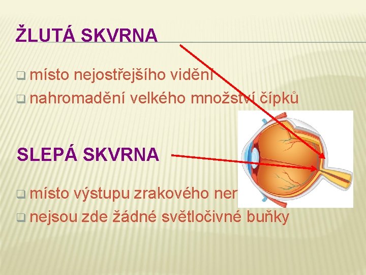 ŽLUTÁ SKVRNA q místo nejostřejšího vidění q nahromadění velkého množství čípků SLEPÁ SKVRNA q