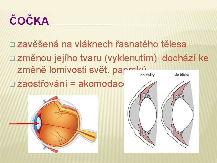 ČOČKA q zavěšená na vláknech řasnatého tělesa q změnou jejího tvaru (vyklenutím) dochází ke