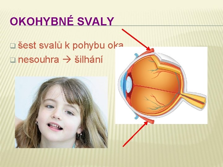 OKOHYBNÉ SVALY q šest svalů k pohybu oka q nesouhra šilhání 