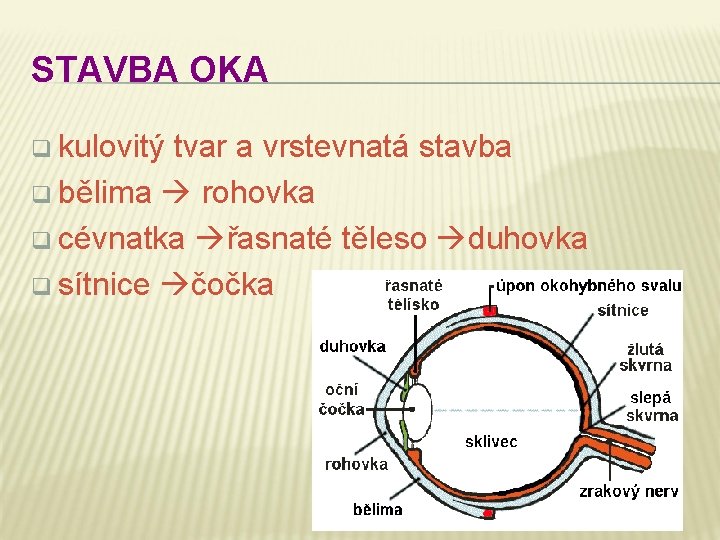 STAVBA OKA q kulovitý tvar a vrstevnatá stavba q bělima rohovka q cévnatka řasnaté