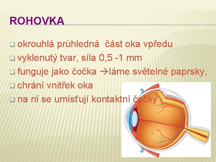 ROHOVKA q okrouhlá průhledná část oka vpředu q vyklenutý tvar, síla 0, 5 -1