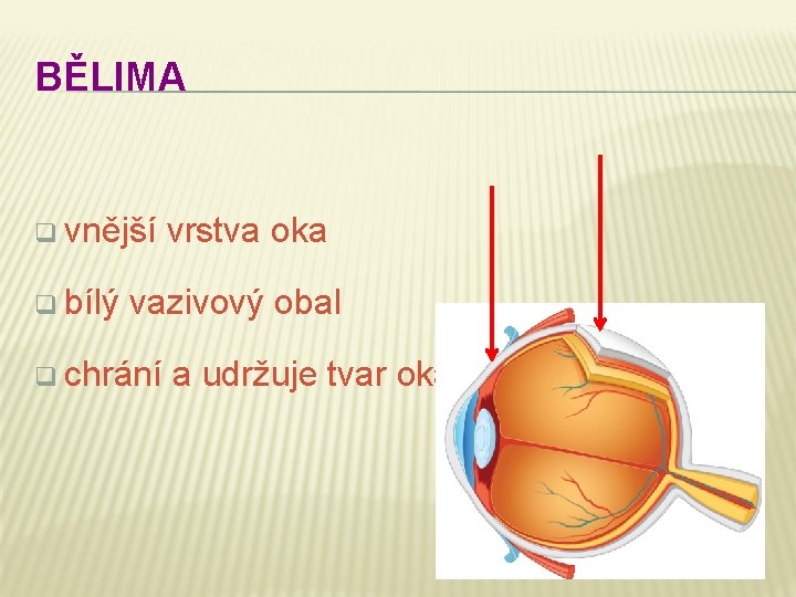 BĚLIMA q vnější q bílý vrstva oka vazivový obal q chrání a udržuje tvar