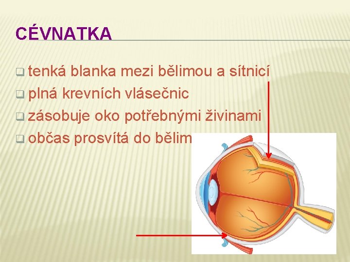 CÉVNATKA q tenká blanka mezi bělimou a sítnicí q plná krevních vlásečnic q zásobuje