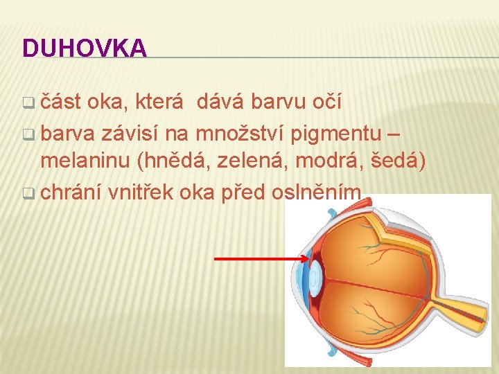 DUHOVKA q část oka, která dává barvu očí q barva závisí na množství pigmentu