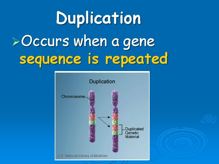Duplication ØOccurs when a gene sequence is repeated 