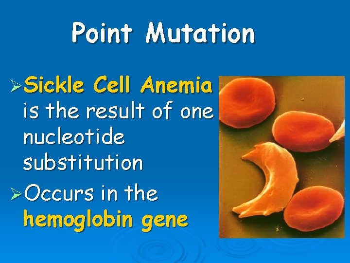 Point Mutation ØSickle Cell Anemia is the result of one nucleotide substitution ØOccurs in