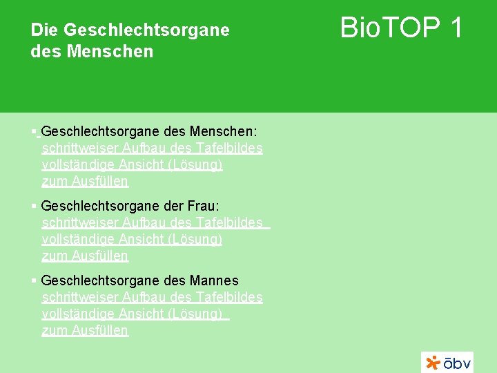 Die Geschlechtsorgane des Menschen § Geschlechtsorgane des Menschen: schrittweiser Aufbau des Tafelbildes vollständige Ansicht