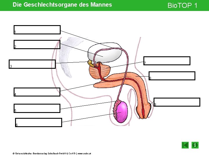 Die Geschlechtsorgane des Mannes Bio. TOP 1 1 2 7 3 8 4 9