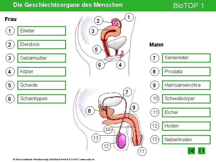 Die Geschlechtsorgane des Menschen Frau 1 2 1 Eileiter 2 Eierstock 3 Gebärmutter Bio.