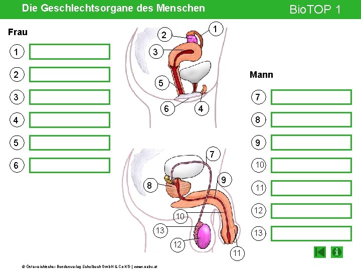 Die Geschlechtsorgane des Menschen Frau 1 2 1 Bio. TOP 1 3 2 Mann