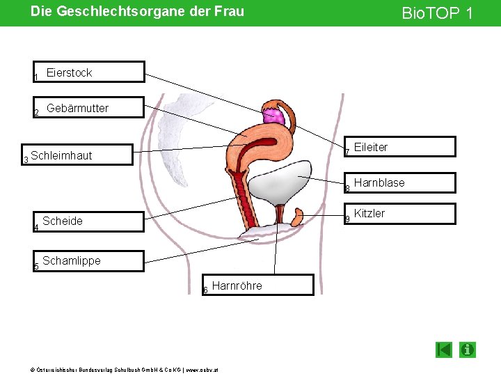 Die Geschlechtsorgane der Frau 1 Eierstock 2 Gebärmutter 3 Schleimhaut 4 5 Bio. TOP