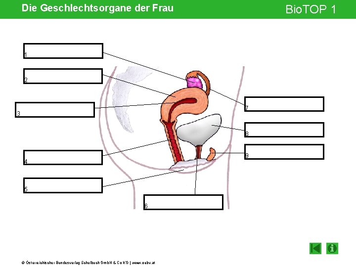 Die Geschlechtsorgane der Frau Bio. TOP 1 1 2 7 3 8 9 4