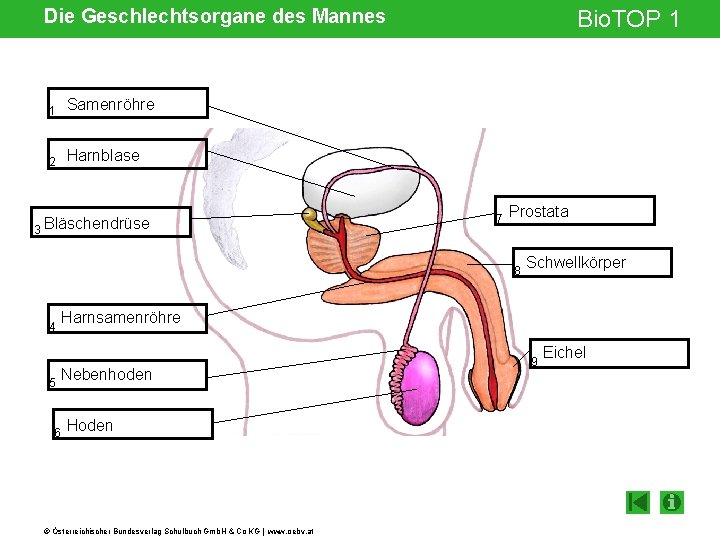 Die Geschlechtsorgane des Mannes 1 Samenröhre 2 Harnblase 3 Bläschendrüse Bio. TOP 1 7