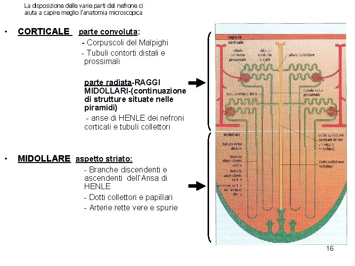 La disposizione delle varie parti del nefrone ci aiuta a capire meglio l’anatomia microscopica