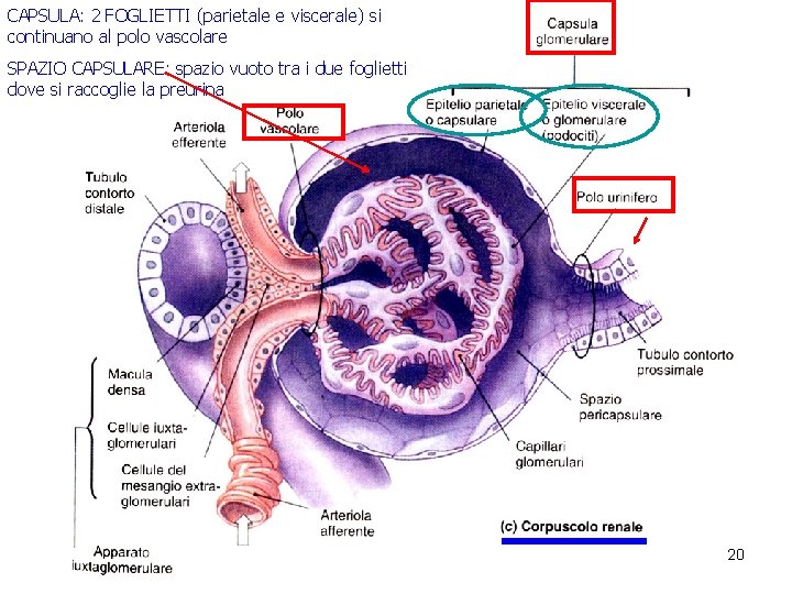 CAPSULA: 2 FOGLIETTI (parietale e viscerale) si continuano al polo vascolare SPAZIO CAPSULARE: spazio