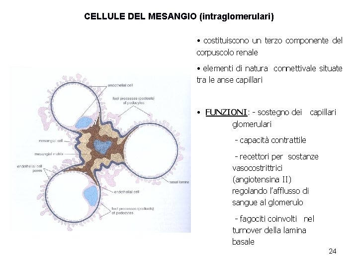 CELLULE DEL MESANGIO (intraglomerulari) • costituiscono un terzo componente del corpuscolo renale • elementi