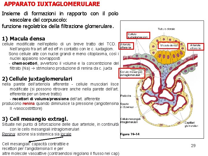 APPARATO IUXTAGLOMERULARE Insieme di formazioni in rapporto con il polo vascolare del corpuscolo: funzione