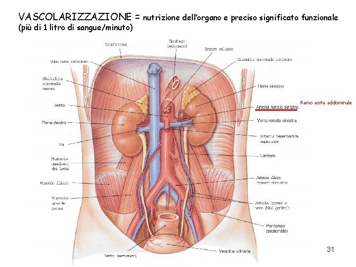 VASCOLARIZZAZIONE = (più di 1 litro di sangue/minuto) nutrizione dell’organo e preciso significato funzionale