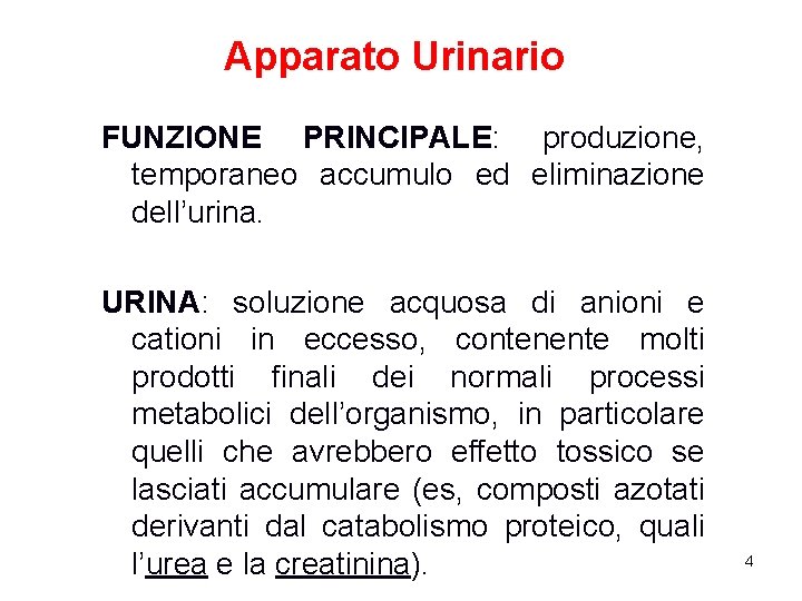 Apparato Urinario FUNZIONE PRINCIPALE: produzione, temporaneo accumulo ed eliminazione dell’urina. URINA: soluzione acquosa di