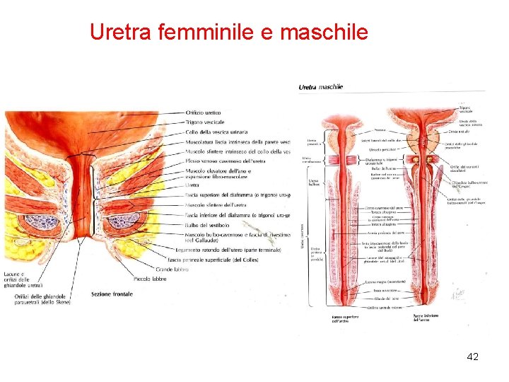 Uretra femminile e maschile 42 