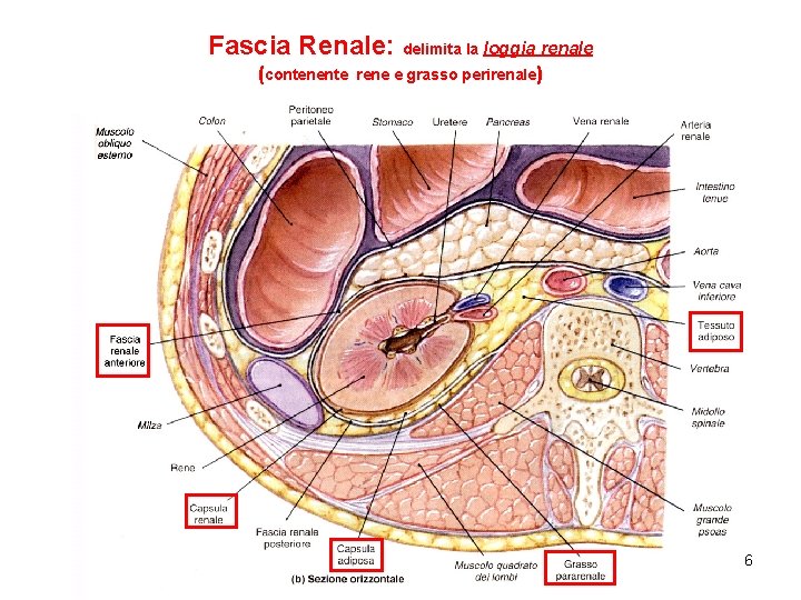 Fascia Renale: delimita la loggia renale (contenente rene e grasso perirenale) 6 