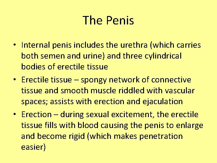 The Penis • Internal penis includes the urethra (which carries both semen and urine)