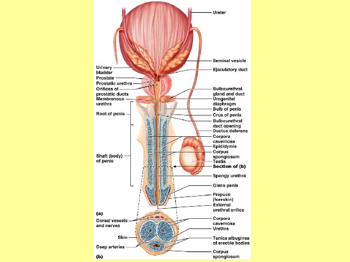 The Penis 