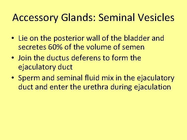 Accessory Glands: Seminal Vesicles • Lie on the posterior wall of the bladder and