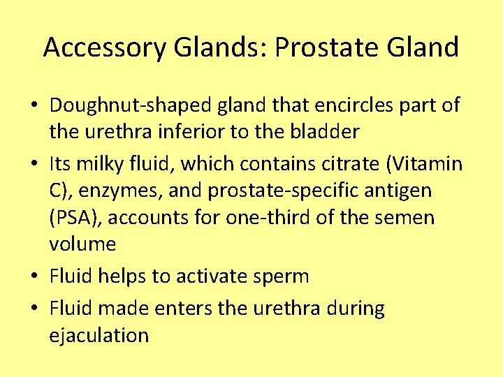 Accessory Glands: Prostate Gland • Doughnut-shaped gland that encircles part of the urethra inferior